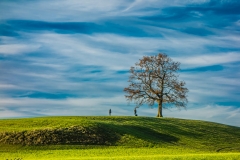 Münsinger Baum im Herbst - Andy Ilmberger
