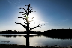 Alter Baum Fohnsee - Andy Ilmberger