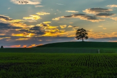 Münsinger Baum Sunset - Andy Ilmberger