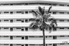 Hausfassade Teneriffa mit Palme Andy Ilmberger