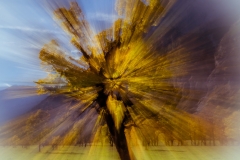 Herbstbaum im Zoom - Andy Ilmberger