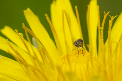 Durstige Fliege Andy Ilmberger