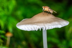 Fliegenpilz Makrofotografie Andy Ilmberger