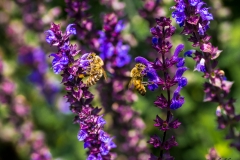 Bienen-Duo Makrofotografie Andy Ilmberger