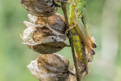 Grashuepfer Makrofotografie Andy Ilmberger