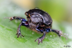 Käfer Makrofotografie Andy Ilmberger