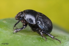 Käfer Makrofotografie Andy Ilmberger