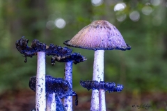 Pilze Makrofotografie Andy Ilmberger