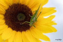 Grashüpfer auf Sonnenblume Andy Ilmberger