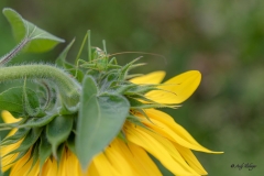 Grashüpfer auf Sonnenblume Andy Ilmberger
