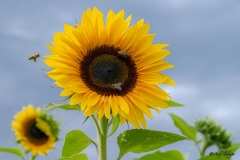 Bienen und Sonnenblumen Andy Ilmberger