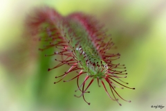 Sonnentau Makrofotografie Andy Ilmberger