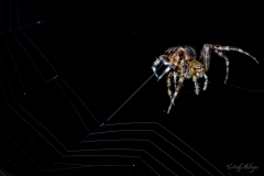 Tarantula Makrofotografie Andy Ilmberger