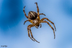Tarantula Makrofotografie Andy Ilmberger