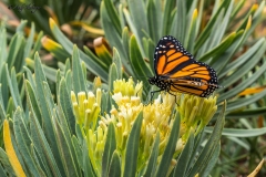 Schmetterling Makrofotografie Andy Ilmberger