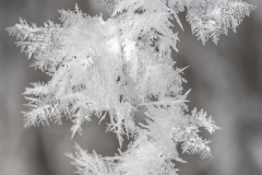Winter Eisblumen Makrofotografie Andy Ilmberger