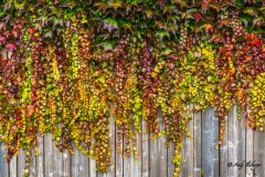 Efeu im Herbst - Andy Ilmberger