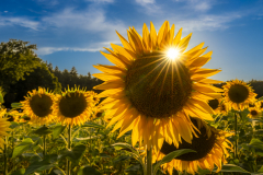 Sonnenblume mit Sonnenstern - Andy Ilmberger 103373