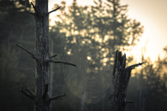 Spinnennetz im Moor - Andy Ilmberger 104281