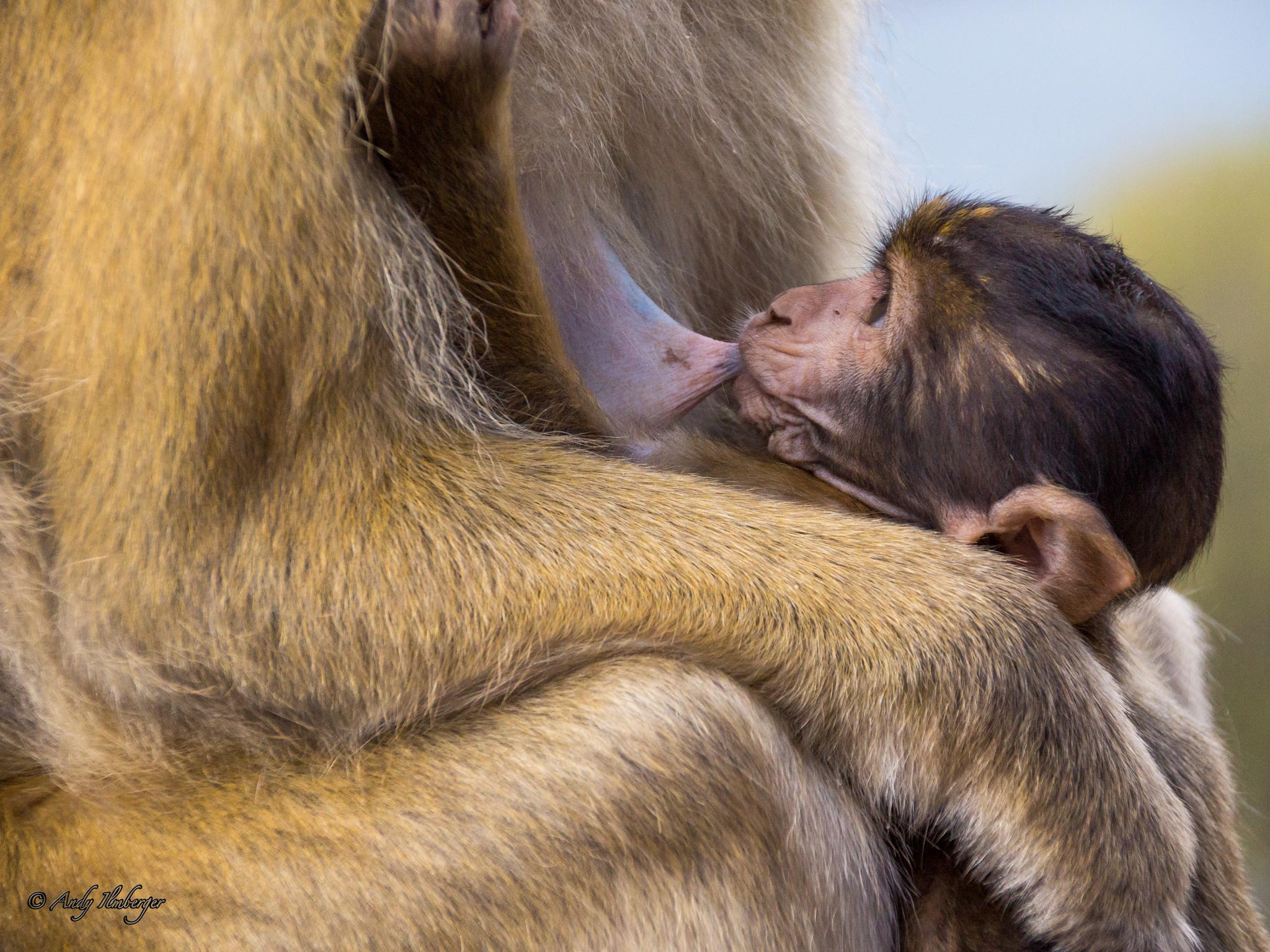 Gibraltar Affenbaby mit Mutter - Andy Ilmberger