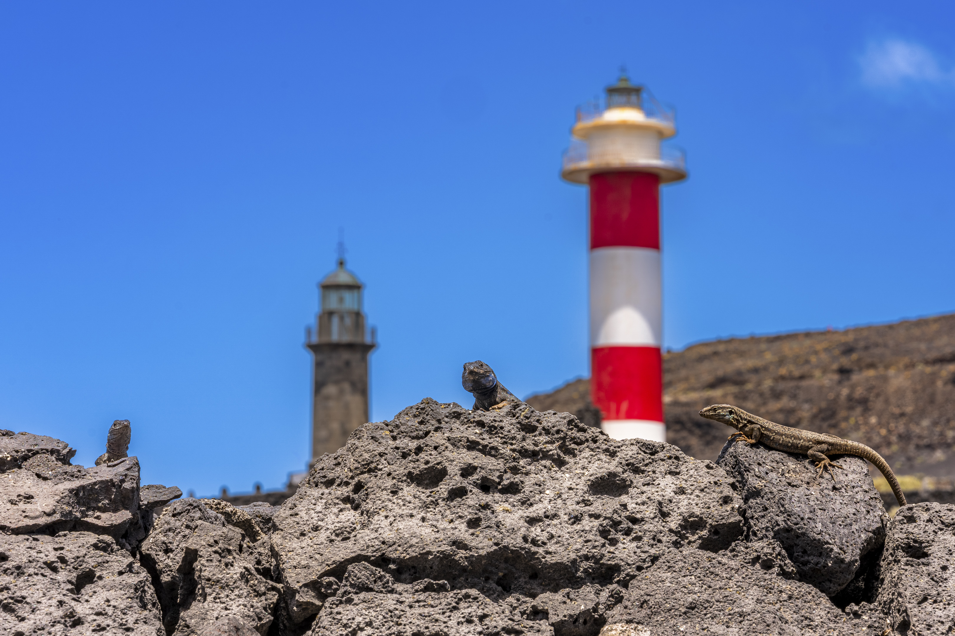 La-Palma-Eidechsen - Andy Ilmberger