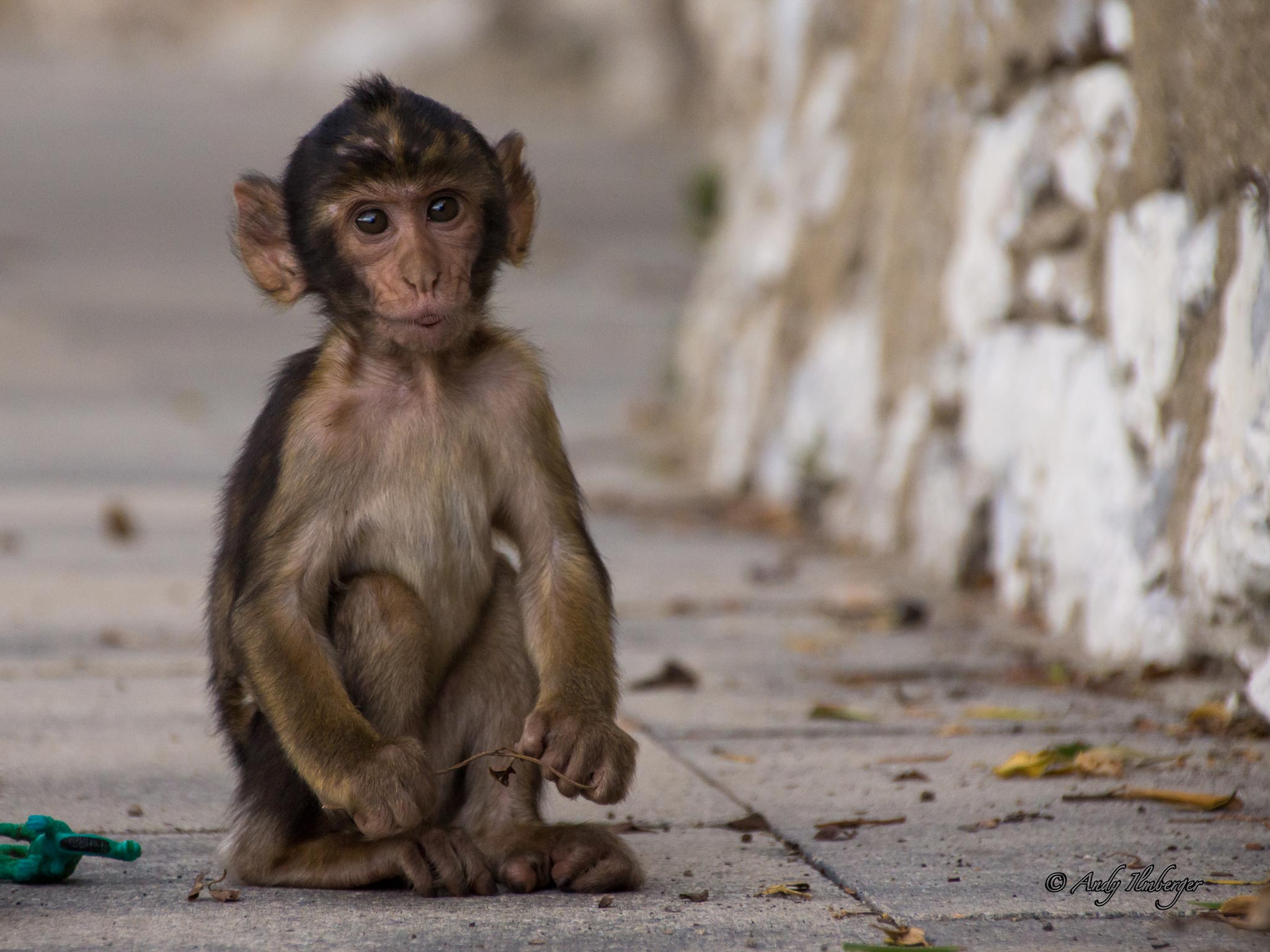 Gibraltar Affenbaby - Andy Ilmberger