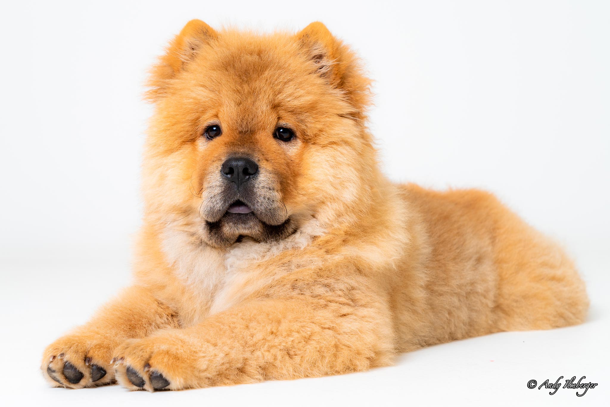 Chow-Chow Marla - Andy Ilmberger
