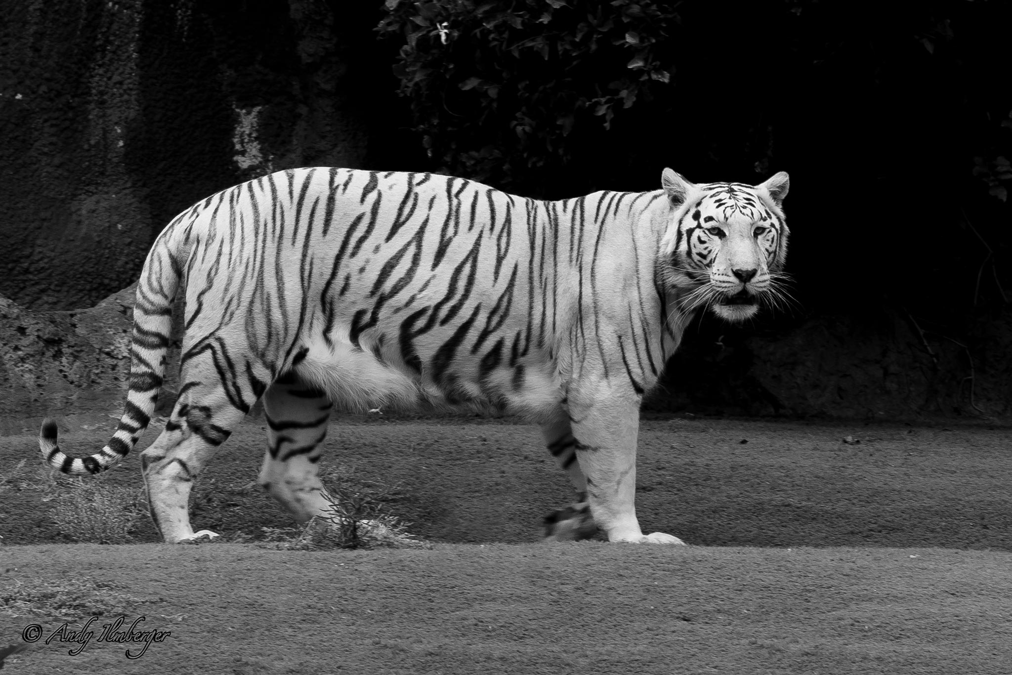 Weißer Tiger - Andy Ilmberger