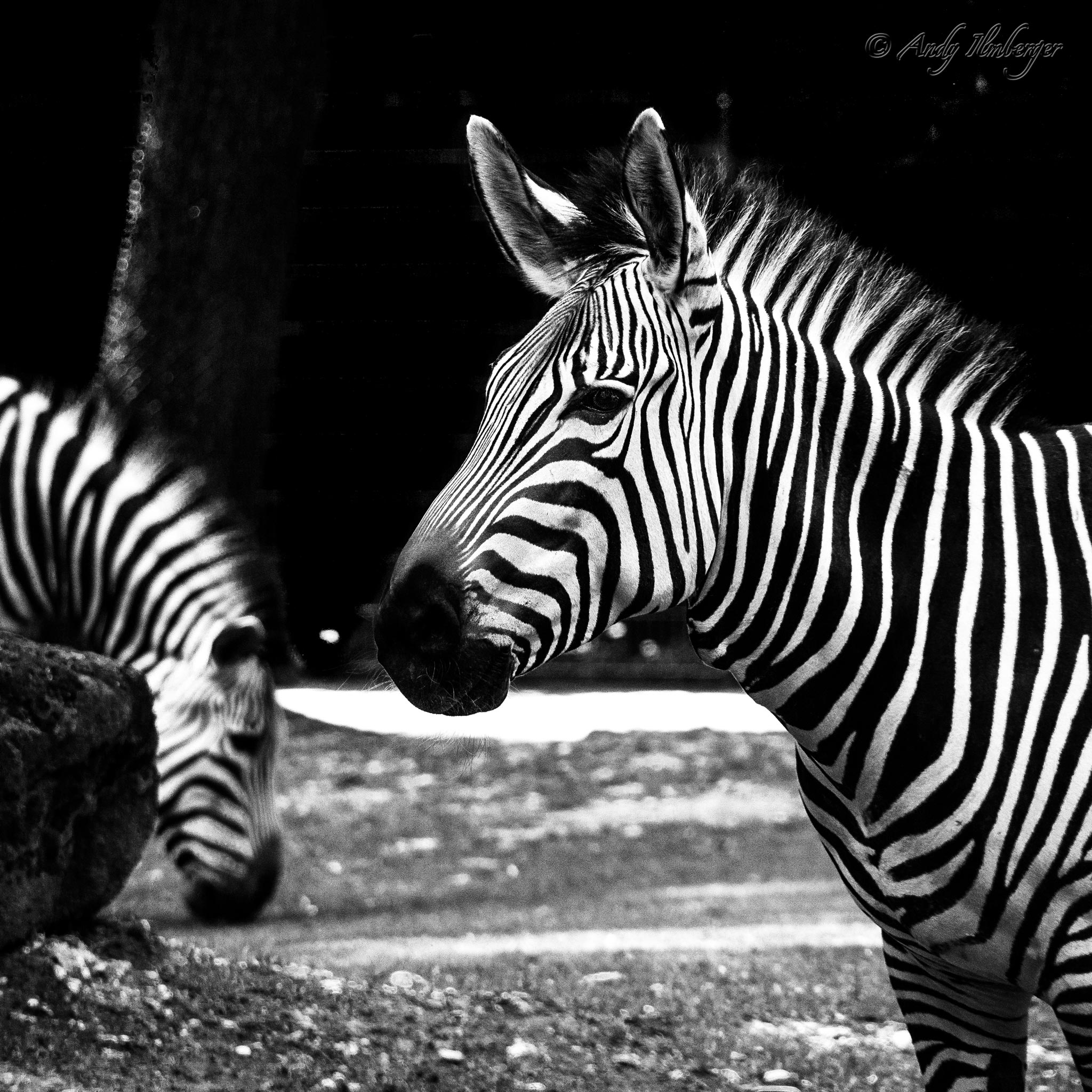 Zebra - Andy Ilmberger