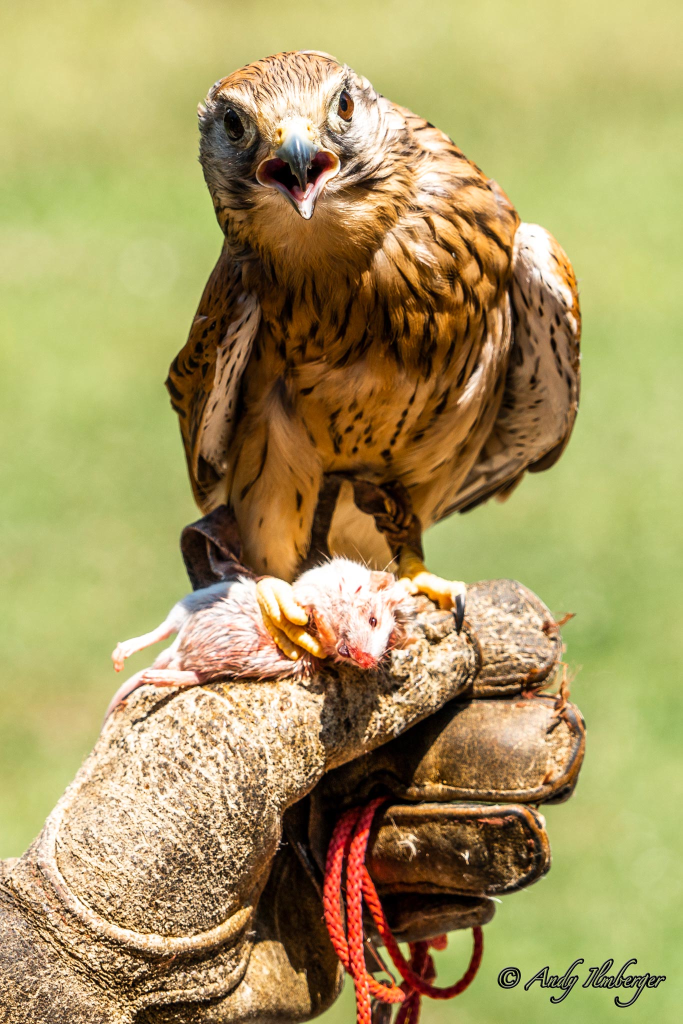 Bussard - Andy Ilmberger