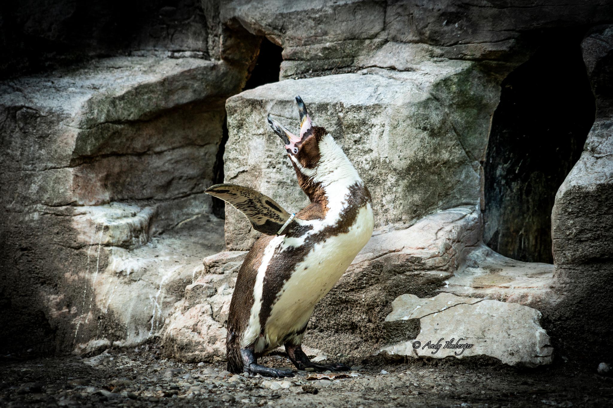 Schreiender Pinguin - Andy Ilmberger