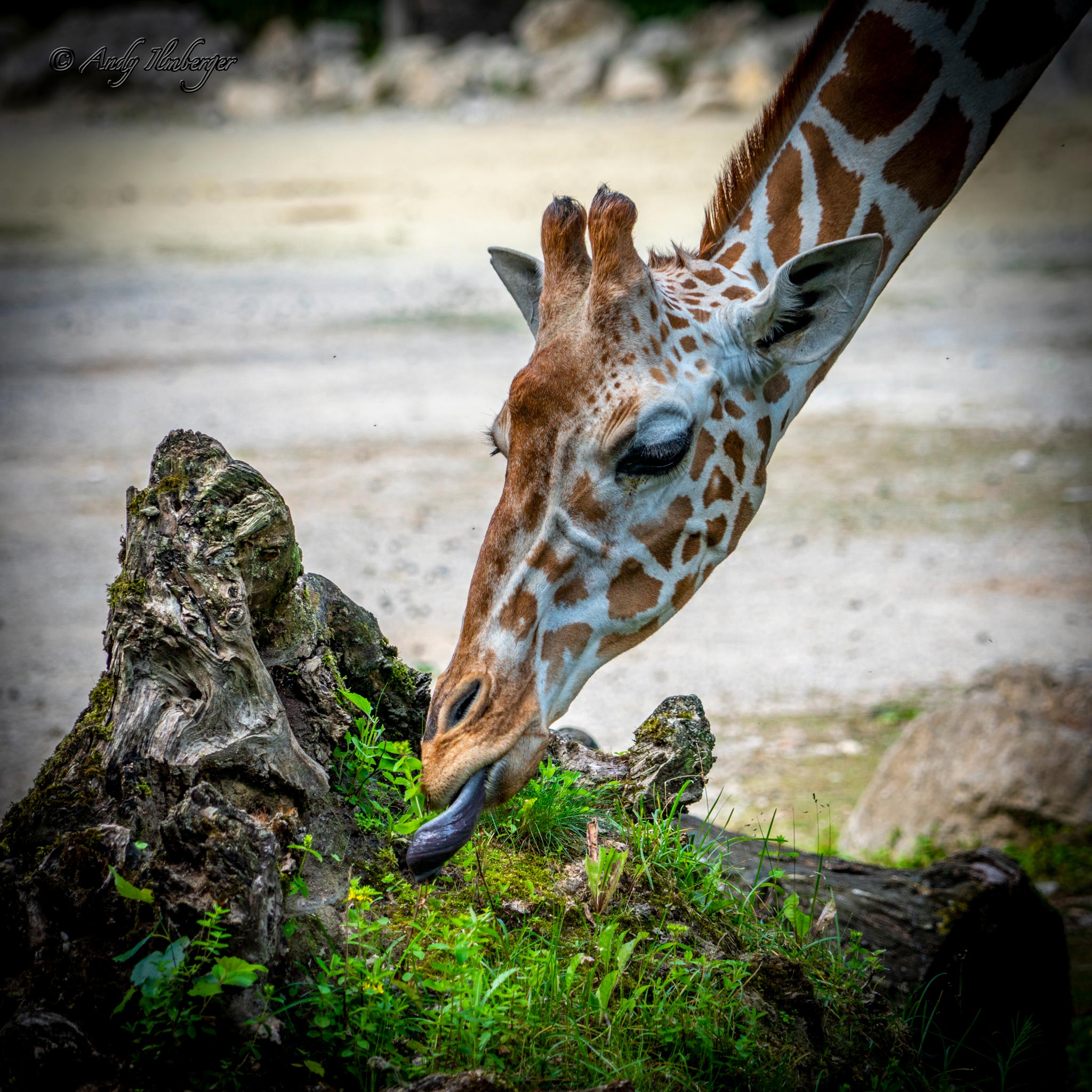 Giraffe - Andy Ilmberger