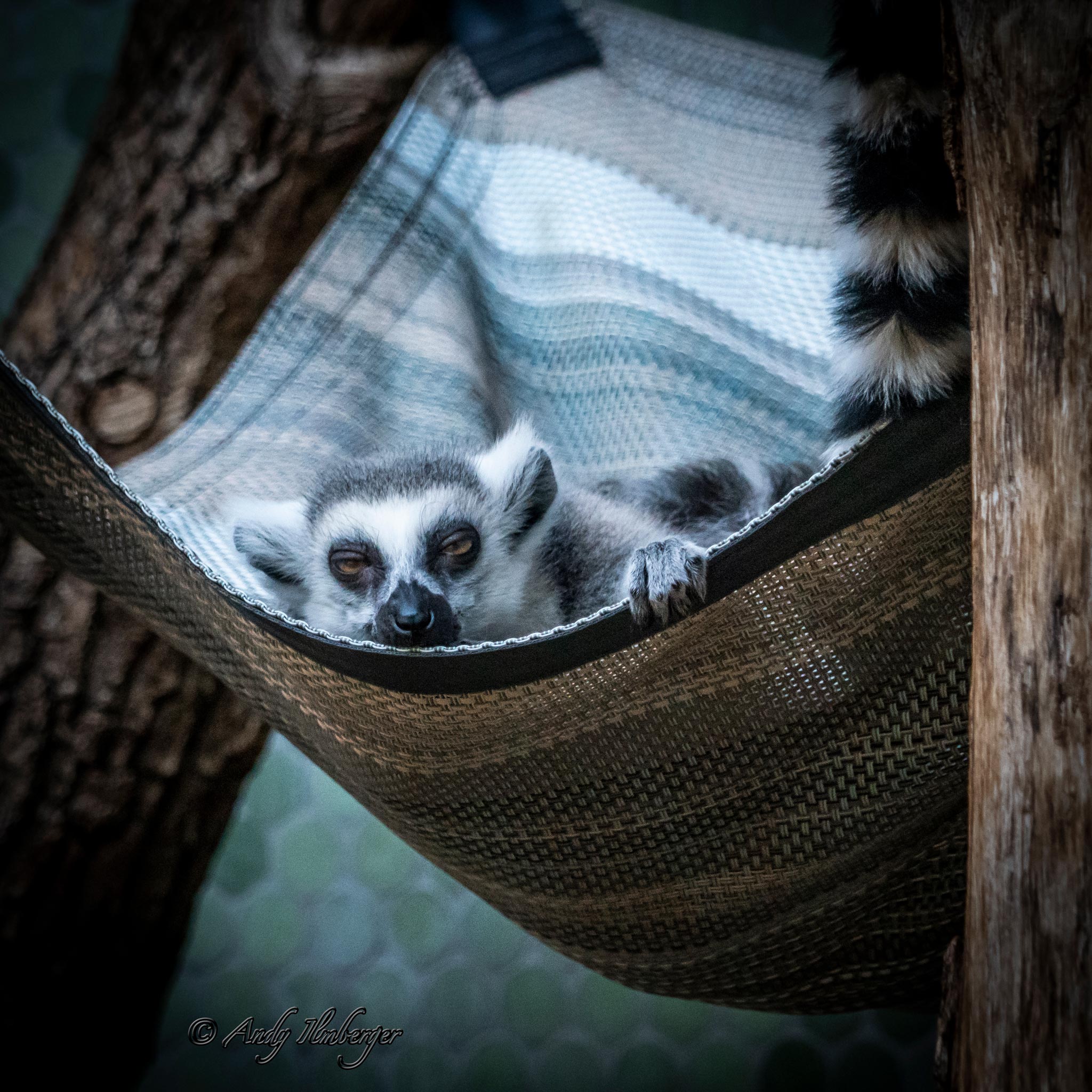 Meerkatze - Andy Ilmberger
