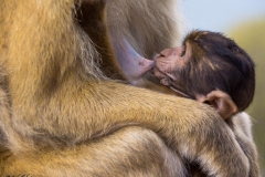 Gibraltar Affenbaby mit Mutter - Andy Ilmberger