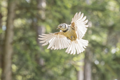 Bird_Snake_Andy-Ilmberger_web-3