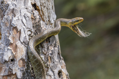 Bird_Snake_Andy-Ilmberger_web-2