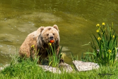Braunbär - Andy Ilmberger
