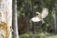 Bird_Snake_Andy-Ilmberger_web-105327
