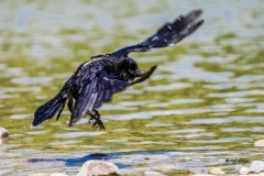 Rabe im Landeanflug - Andy Ilmberger