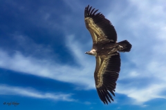 Weißkopfadler im Flug - Andy Ilmberger