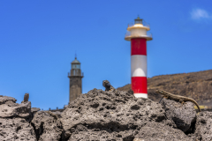 La-Palma-Eidechsen - Andy Ilmberger
