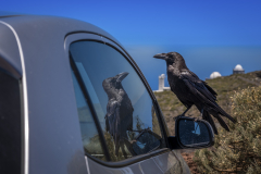 La-Palma-Roque-de-los-Muchachos_2160px-3