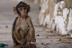Gibraltar Affenbaby - Andy Ilmberger