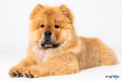 Chow-Chow Marla - Andy Ilmberger