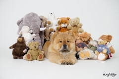 Chow-Chow Marla mit Kuscheltieren - Andy Ilmberger