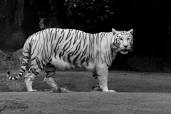 Weißer Tiger - Andy Ilmberger