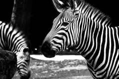 Zebra - Andy Ilmberger
