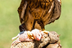 Bussard - Andy Ilmberger