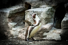 Schreiender Pinguin - Andy Ilmberger