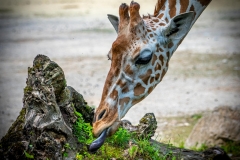 Giraffe - Andy Ilmberger